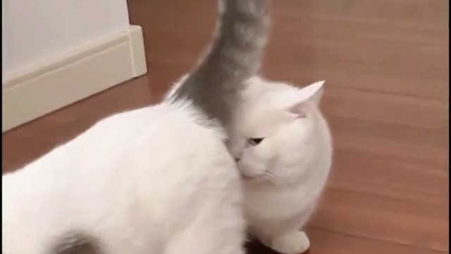 The Strange Cat