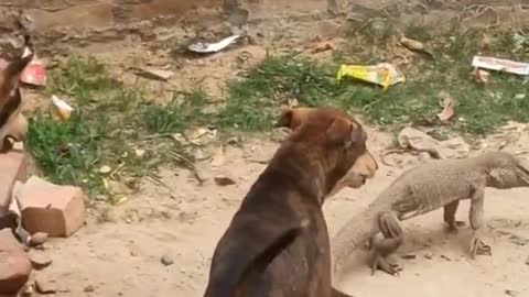 DOG VS ANOTHER ANIMAL FIGHTING