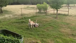 Livestock Guardian Dogs (Boz Shepherds) Take a Break from Guarding Duties to Wrestle.