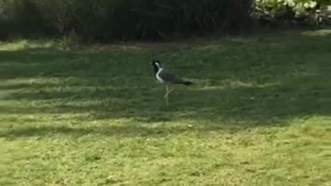 Amazing bird from Turkey