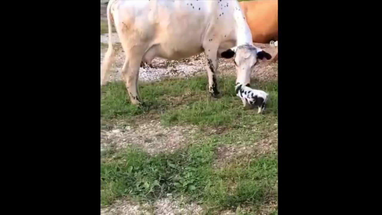 Animals SOO Cute! Cute baby animals Videos Compilation cute moment of the animals