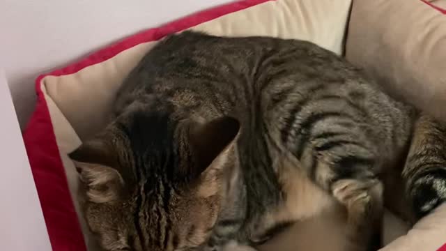 Cat kneading(very cute)