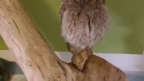 Owl