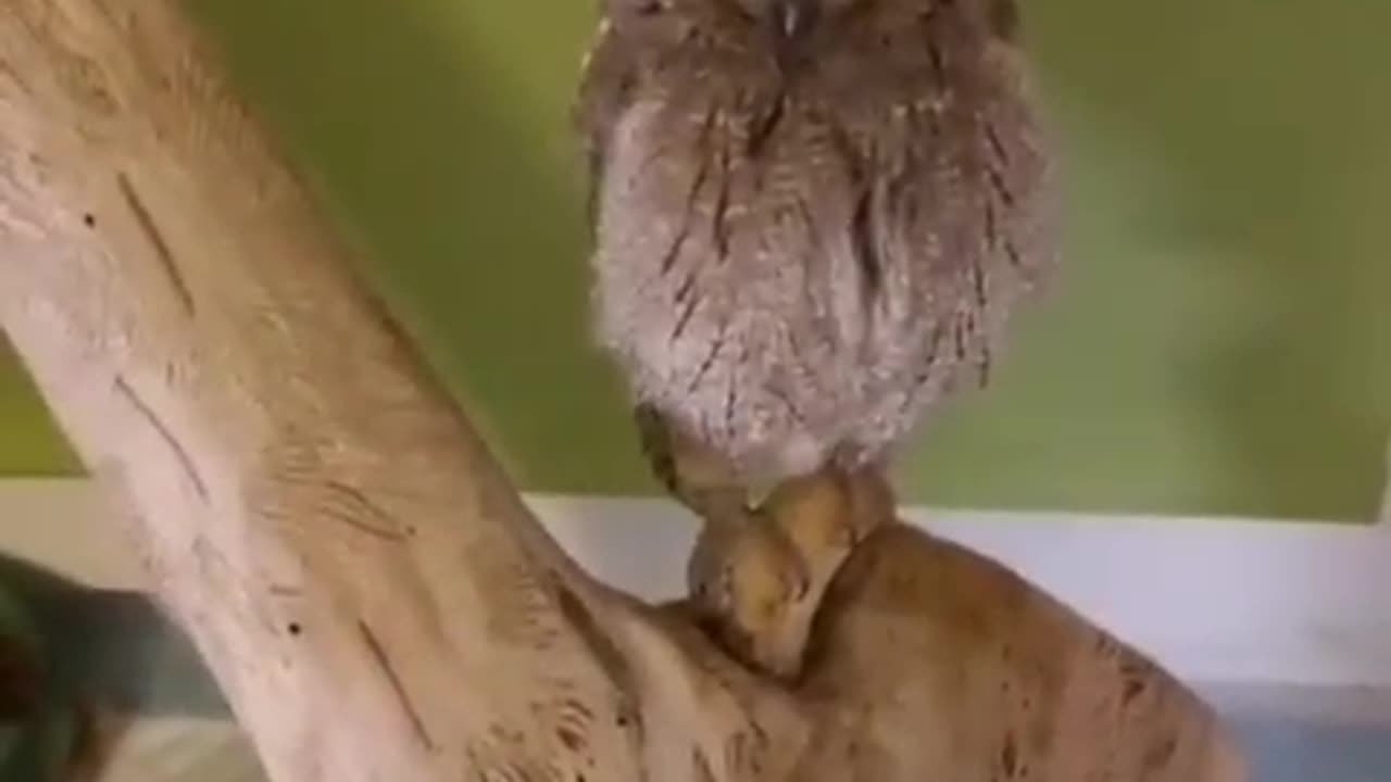 Owl