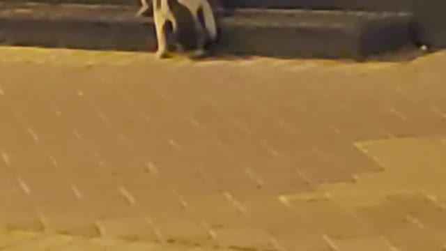 Tom and Jerry are playing