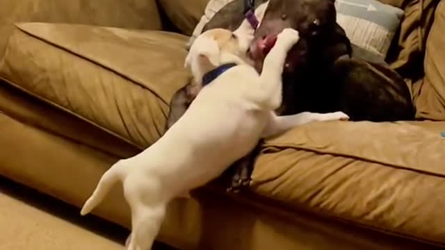 puppy in love