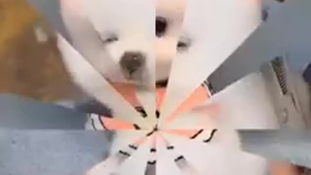 Small cute and funny puppy grooming