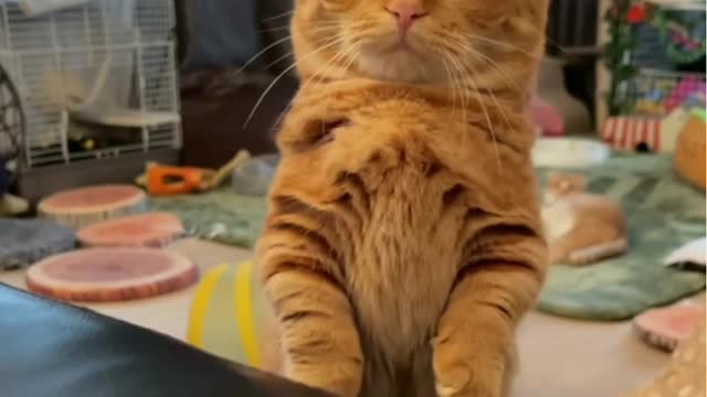 Cats funny moments for cute cats videos