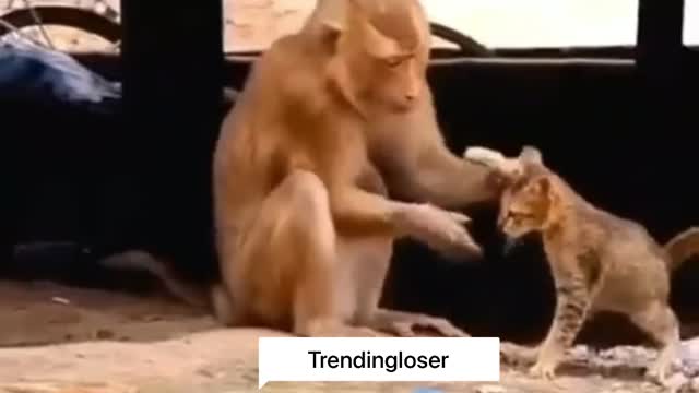 While monkey get mood