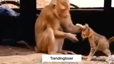 While monkey get mood