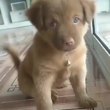 Little puppy squeaks by the window