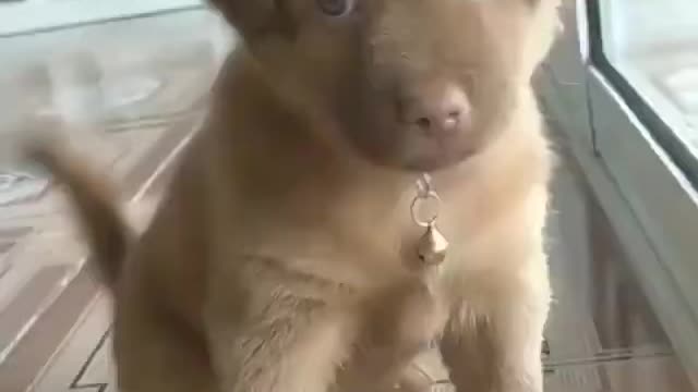 Little puppy squeaks by the window