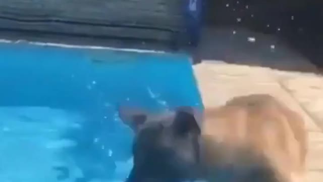 Dog in swimming pool