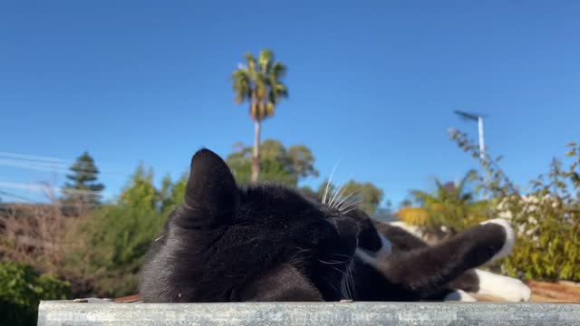 CAT PLAYING