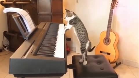 Cat playing the piano(Very funny)