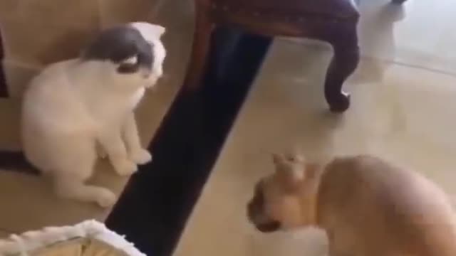 Funniest Cats 😹 - Don't try to hold back Laughter 😂 - Funny Cats laugh