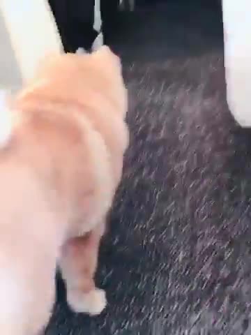 20180923文贵先生视频²：Snow携女友随文贵搭机飞往邻国参加重要会议