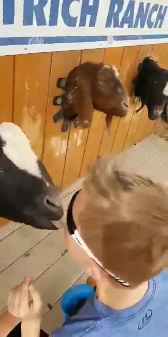 Feeding the goats