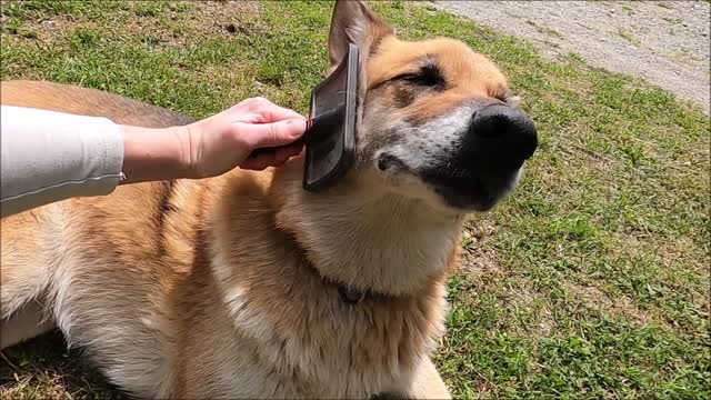 A Woman Brushing Her Dog. Dog Enjoyed a Lot