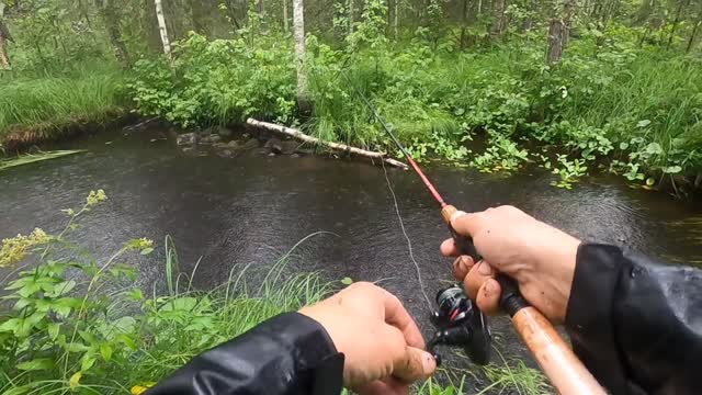 Bäckäventyr. Fiskar öring i ny liten bäck