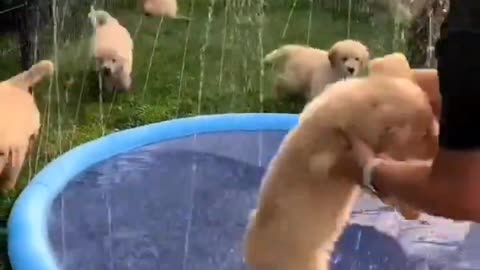 Puppy play with sprinkle pool and play with ball