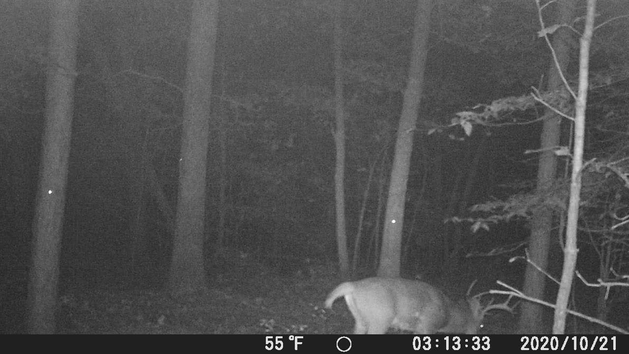 Virginia buck making a scrape. Oct. 2020