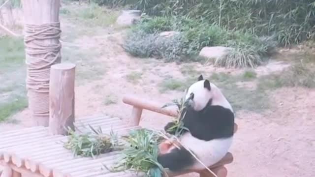 Bamboo eating cute panda