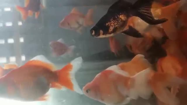 Small goldfish