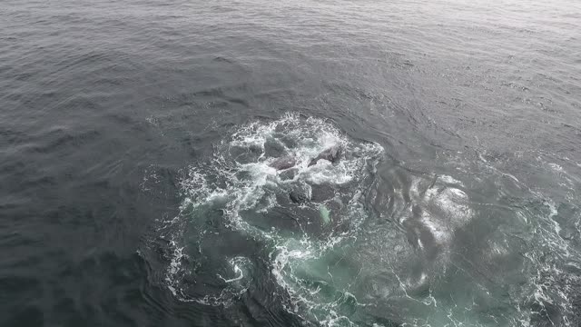 Pod of Orcas Prey on Grey Whale Calf