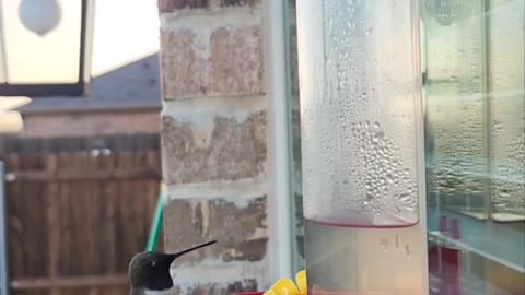 Hummingbird