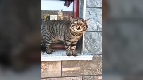 cat talking a lot