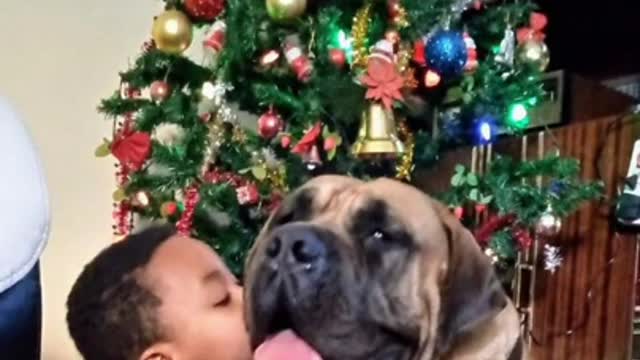 dogs and kids amazing relation