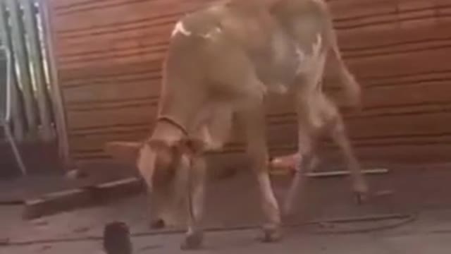 cat fights with cow