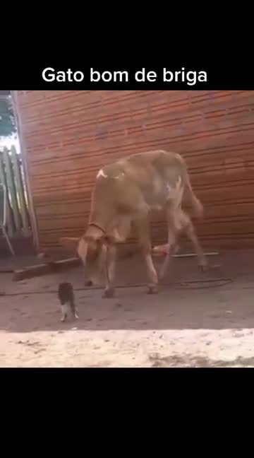 cat fights with cow