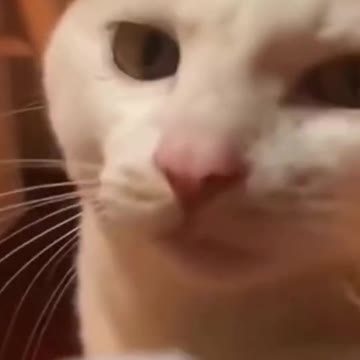 Cat Reaction ang Funny Dog Cake Reaction Compilation