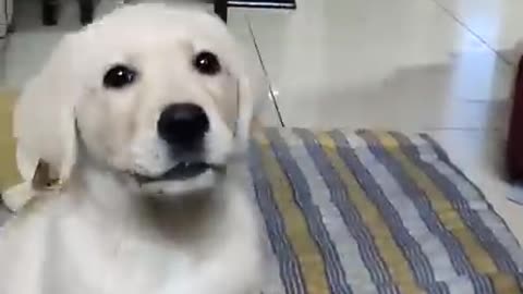 Dog video