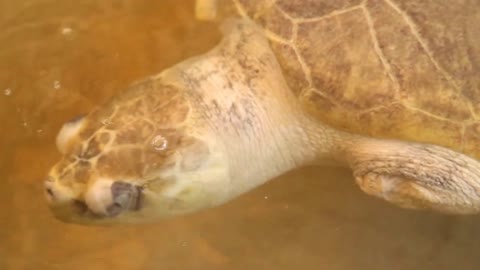 Baby turtles swimming in pool at Kosgoda Lagoon Turtle hatchery