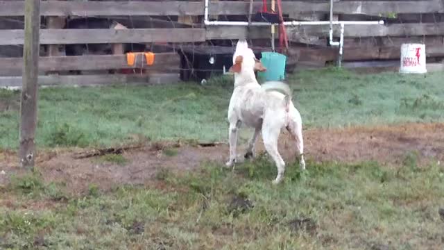 Jethro the Patriot Cane Mascot Meets His First Hog