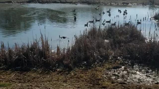 Geese eating at foodlion