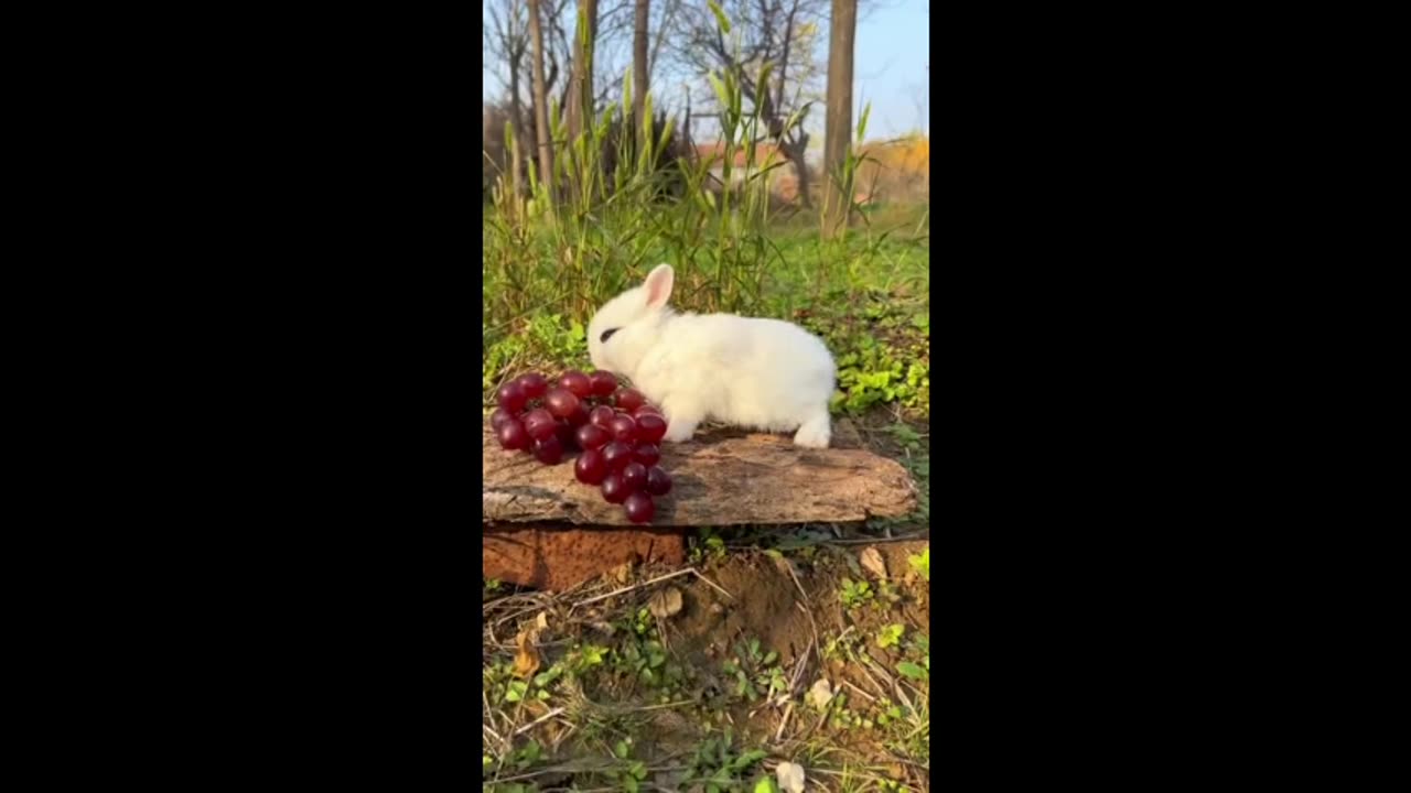 I can't believe I'm envious of a little bunny.