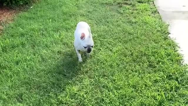French Bulldog Pippa hates wet grass....,so much