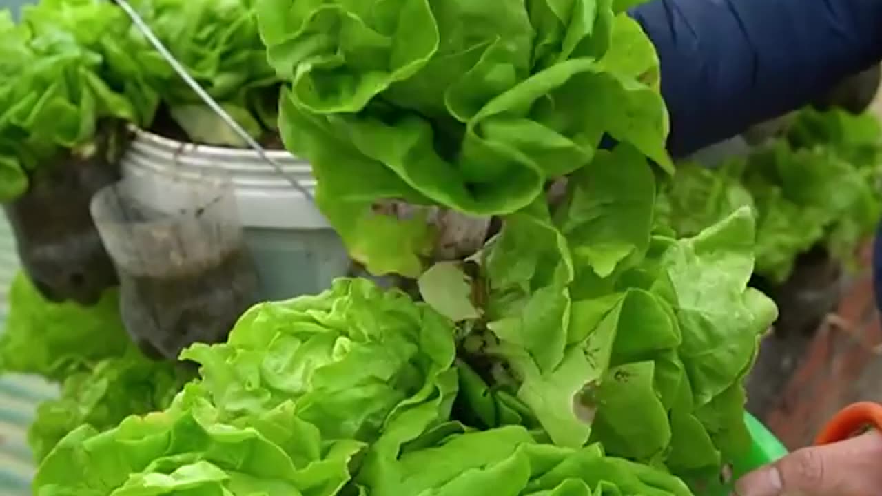 No need for a garden to grow these delicious fresh lettuce