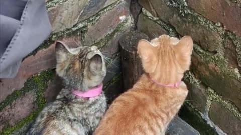 Cat vs rat
