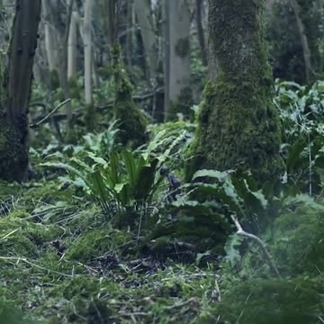 Fairies and such things!!!