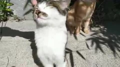Cute stray maow