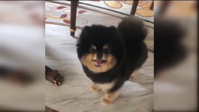 Cuteness ovverload