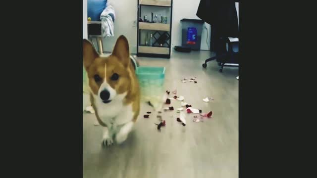 Determined corgi practices to be the perfect flower dog #Shorts
