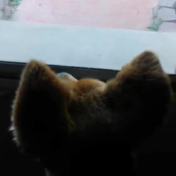 The Ears of Annie Dean