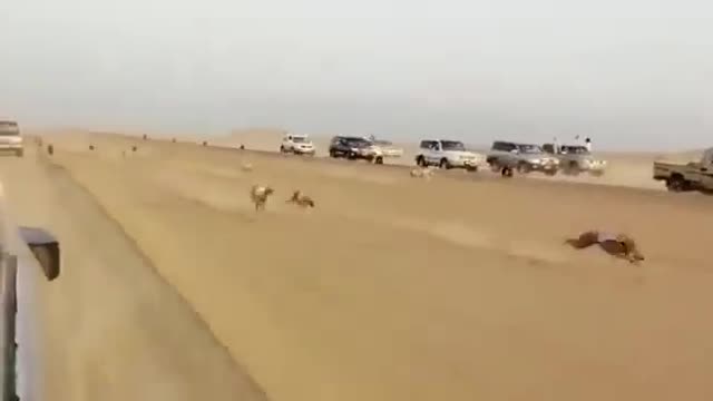 >>>Amazing dog Race