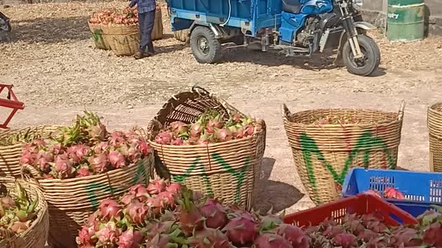 Vietnamese people are classifying their dragon fruits